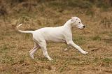 DOGUE ARGENTIN 163